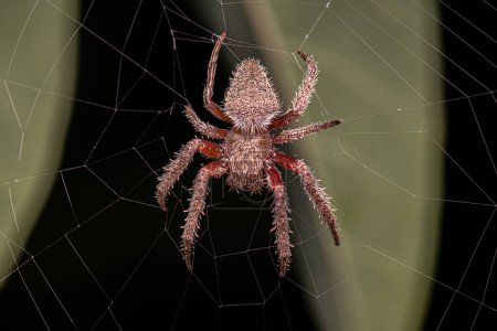 Photo for Adult Typical Orbweaver of the species Eriophora edax - Royalty Free Image