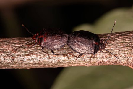 Photo for Adult Stink bugs of the Genus Antiteuchus - Royalty Free Image