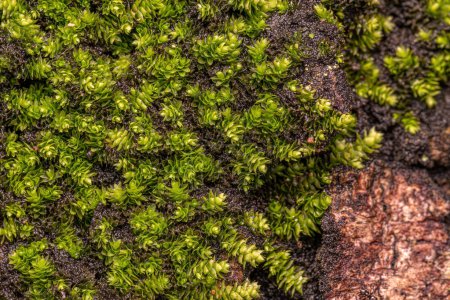 Téléchargez les photos : Véritables mousses vertes du Phylum Bryophyta - en image libre de droit