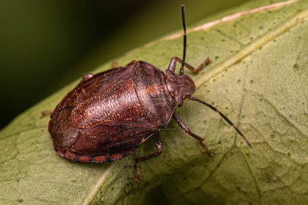 Photo for Adult Stink bug of the Genus Antiteuchus - Royalty Free Image