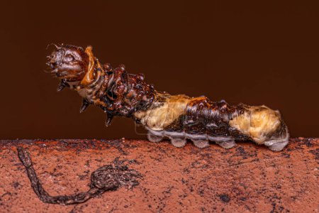 Foto de Caterpillar Gigante del Nuevo Mundo del Subgénero Heráclides que camuflajes asemejándose a excrementos de aves - Imagen libre de derechos