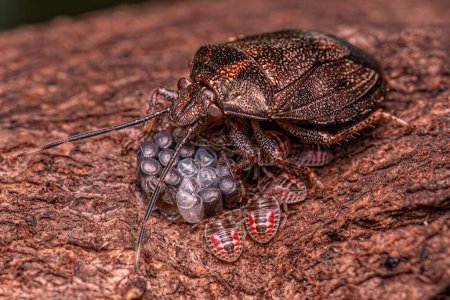 Photo for Stink bug of the Genus Antiteuchus protecting eggs with selective focus - Royalty Free Image