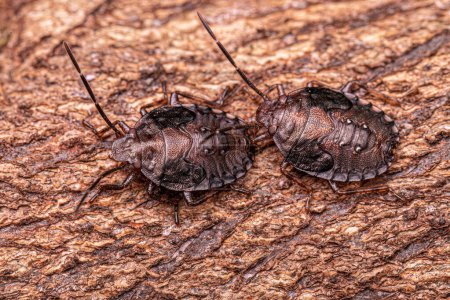 Photo for Stink bug Nymphs of the Genus Antiteuchus - Royalty Free Image