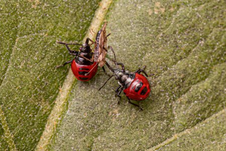 Dos pequeños insectos apestosos depredadores rojos Ninfa de la subfamilia Asopinae que se aprovechan de un pequeño insecto adulto de encaje de la familia Tingidae