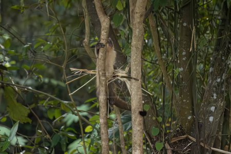 Photo for Azara Capuchin Monkey Animal of the species Sapajus cay - Royalty Free Image