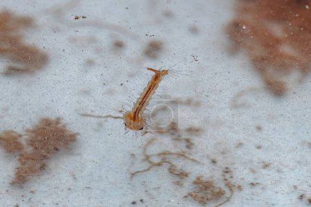 Foto de Culicine Mosquito Insecto Larva de la Subfamilia Culicinae - Imagen libre de derechos