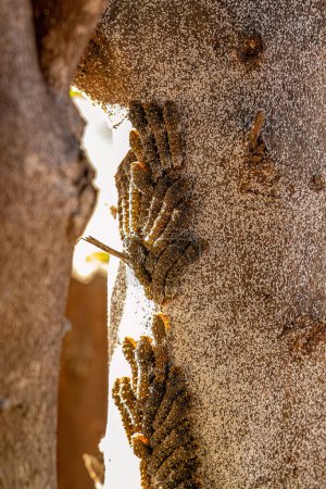 Photo for Lemon tree trunk full of Citrus Snow Scale Insect and New World Giant Swallowtail Caterpillars - Royalty Free Image