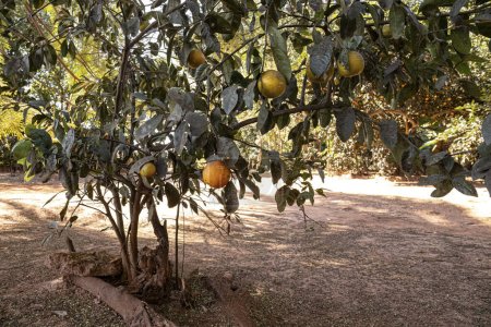 Photo for Rangpur Fruit Tree of the genus Citrus - Royalty Free Image