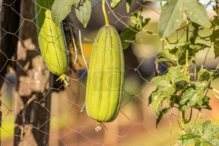 Photo for Sponge Gourd Plant Fruit of the species Luffa aegyptiaca - Royalty Free Image