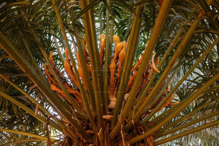 Téléchargez les photos : Fermer Cycad Plant du genre Cycas - en image libre de droit