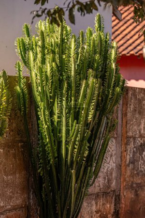 Foto de Hierba lechera africana Planta de la especie Euphorbia trigona - Imagen libre de derechos