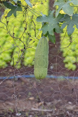 Téléchargez les photos : Éponge Gourde Plante Fruits de l'espèce Luffa aegyptiaca - en image libre de droit
