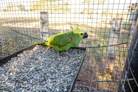 Téléchargez les photos : Perroquet à front turquoise adulte de l'espèce Amazona aestiva sauvé se rétablissant pour une réintroduction libre - en image libre de droit