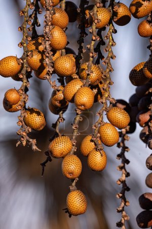 Téléchargez les photos : Fruits du palmier buriti avec un accent sélectif - en image libre de droit