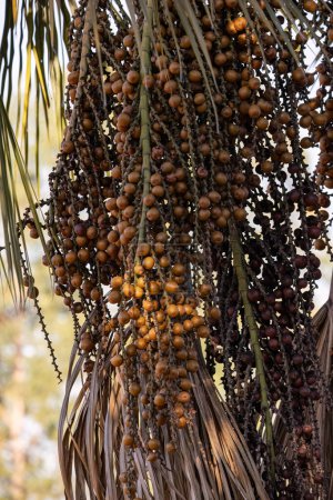 Photo for Fruits of the buriti palm tree with selective focus - Royalty Free Image