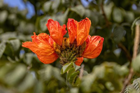 Foto de Árbol de Tulipán Africano Flor de la especie Spathodea campanulata - Imagen libre de derechos