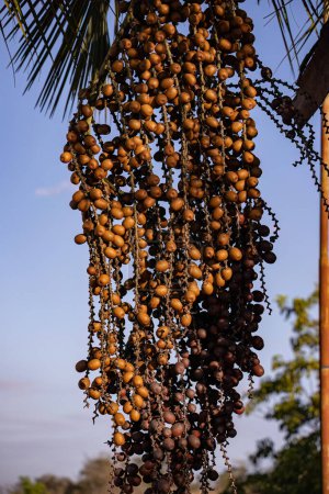 Photo for Fruits of the buriti palm tree with selective focus - Royalty Free Image