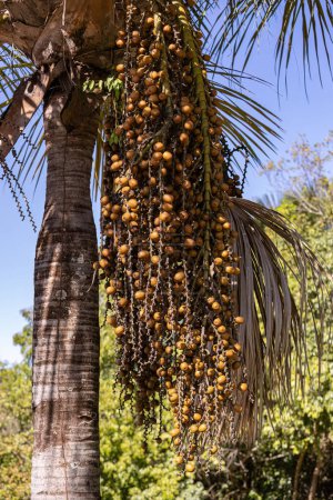Foto de Frutos amarillos de la palmera buriti con enfoque selectivo - Imagen libre de derechos