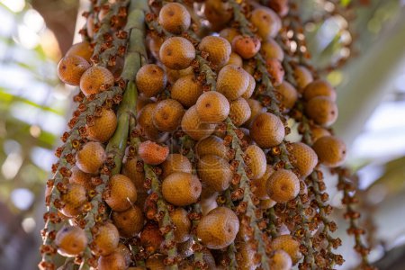 Photo for Yellow fruits of the buriti palm tree with selective focus - Royalty Free Image