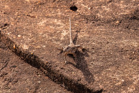 Téléchargez les photos : Petit lézard terrestre du genre Tropidurus - en image libre de droit