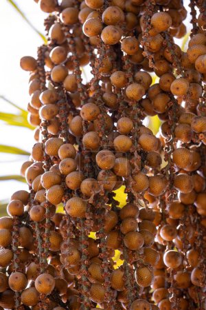 Téléchargez les photos : Fruits jaunes du palmier buriti avec un accent sélectif - en image libre de droit