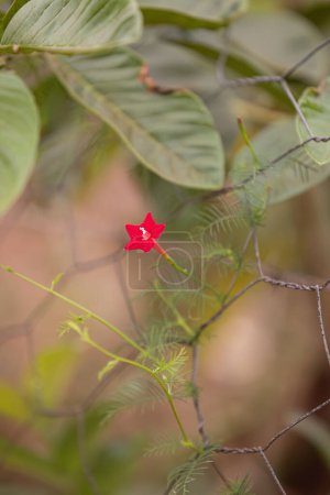 Photo for Cypress Vine Flower of the species Ipomoea quamoclit - Royalty Free Image