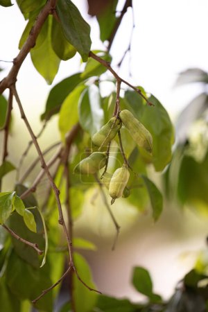 Foto de Primer plano de los frutos del árbol frutal brasileño llamado inga - Imagen libre de derechos