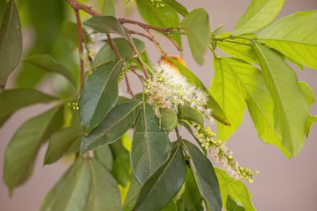 Foto de Primer plano de las flores del árbol frutal brasileño llamado inga - Imagen libre de derechos
