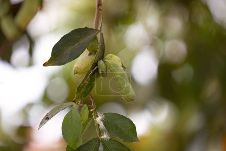 Téléchargez les photos : Gros plan de fruits de l'arbre fruitier brésilien appelé inga - en image libre de droit