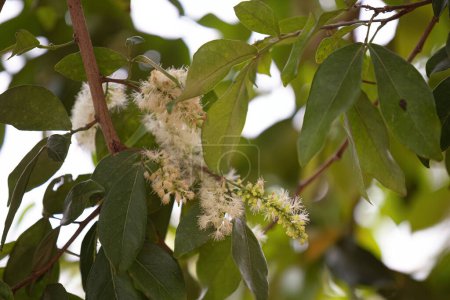 Foto de Primer plano de las flores del árbol frutal brasileño llamado inga - Imagen libre de derechos
