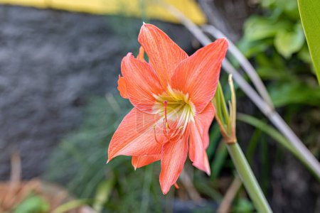 Photo for Barbados Lily Flower of the species Hippeastrum puniceum - Royalty Free Image