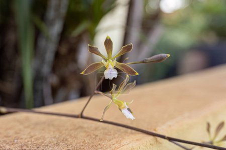 Pequeña flor de orquídea de la encíclica de género