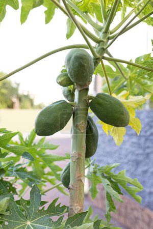 papaya tree with fruits of the species Carica papaya