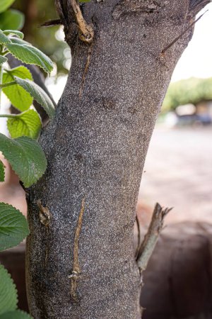 Zitrusschneehuhn Insekt der Art Unaspis citri auf Zitronenbaum