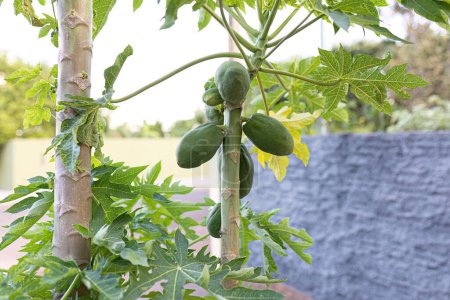 árbol de papaya con frutos de la especie Carica papaya
