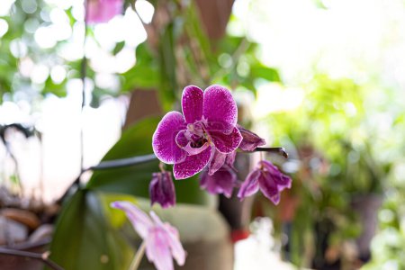 Orchideenblütenpflanze aus der Familie der Orchideengewächse