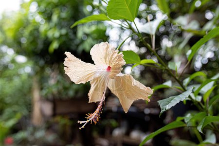Hibiscus amarillo Flor del género Hibiscus