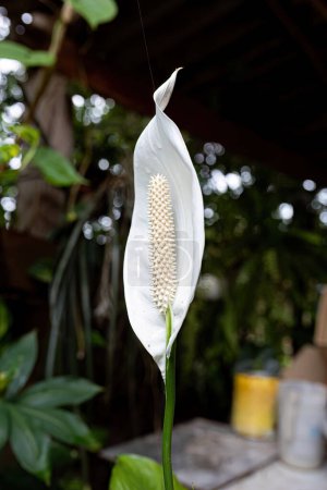 Friedenslilie Weiße Blüte der Art Spathiphyllum wallisii