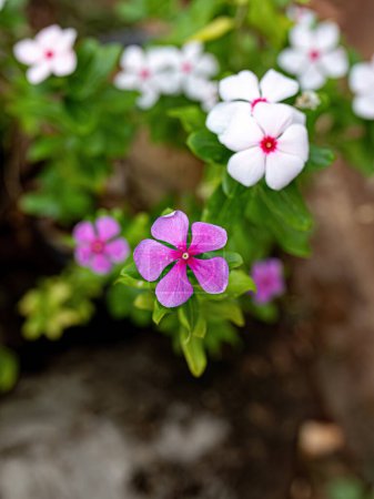 White and Pink Madagascar Periwinkle Flower of the species Catharanthus roseus with selective focus