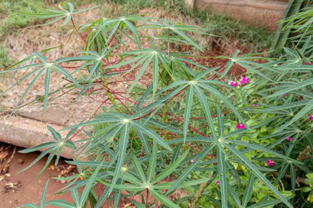 Foto de Cassava Planta Hojas de la especie Manihot esculenta - Imagen libre de derechos