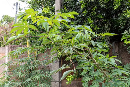 Plante de manioc Feuilles de l'espèce Manihot esculenta