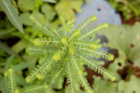 Petite plante éolienne du genre Phyllanthus