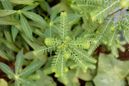 Kleine Windpflanze der Gattung Phyllanthus