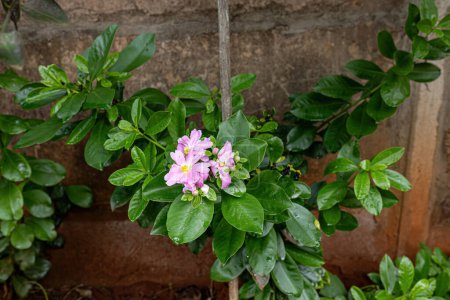 Rosenkaktus Blüte der Art Pereskia grandifolia