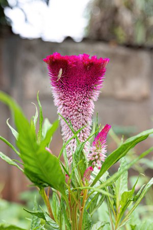 Caille Floraison Plante de l'espèce Celosia argentea