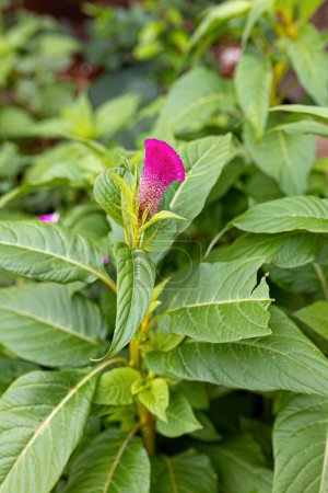 Wachtelgras Blütenpflanze der Art Celosia argentea