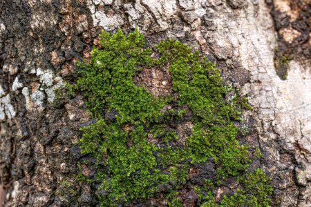 Verdaderos musgos verdes del Phylum Bryophyta