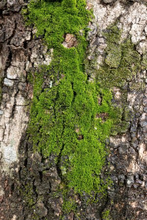 Téléchargez les photos : Véritables mousses vertes du Phylum Bryophyta - en image libre de droit