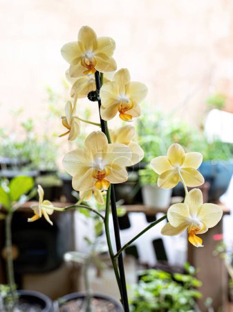Foto de Planta Floreciente de Orquídeas de la Familia Orchidaceae - Imagen libre de derechos