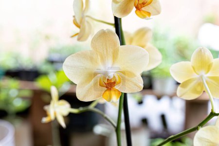 Plante à fleurs d'orchidées de la famille des Orchidaceae